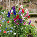 Set of 3 or 6 Large, Garden Ready Plants - Sweet Pea Mammoth Mix, 10.5 cm Rootballs