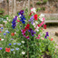 Set of 3 or 6 Large, Garden Ready Plants - Sweet Pea Mammoth Mix, 10.5 cm Rootballs