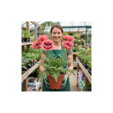 Papaver Orientale Waltzing Mathilde Plant (3L Pot)