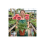 1 Papaver Orientale Waltzing Mathilde, Summer Flowering Hardy Perennial Poppy Plant, 3 Litre Root Ball