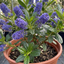 1 Ceanothus Yankee Point California Lilac Plant, Blue Flowering Evergreen Shrub, 3L Root-Ball