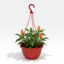 Chilli Pepper Hanging Basket, 25cm Pots, Orange GYO