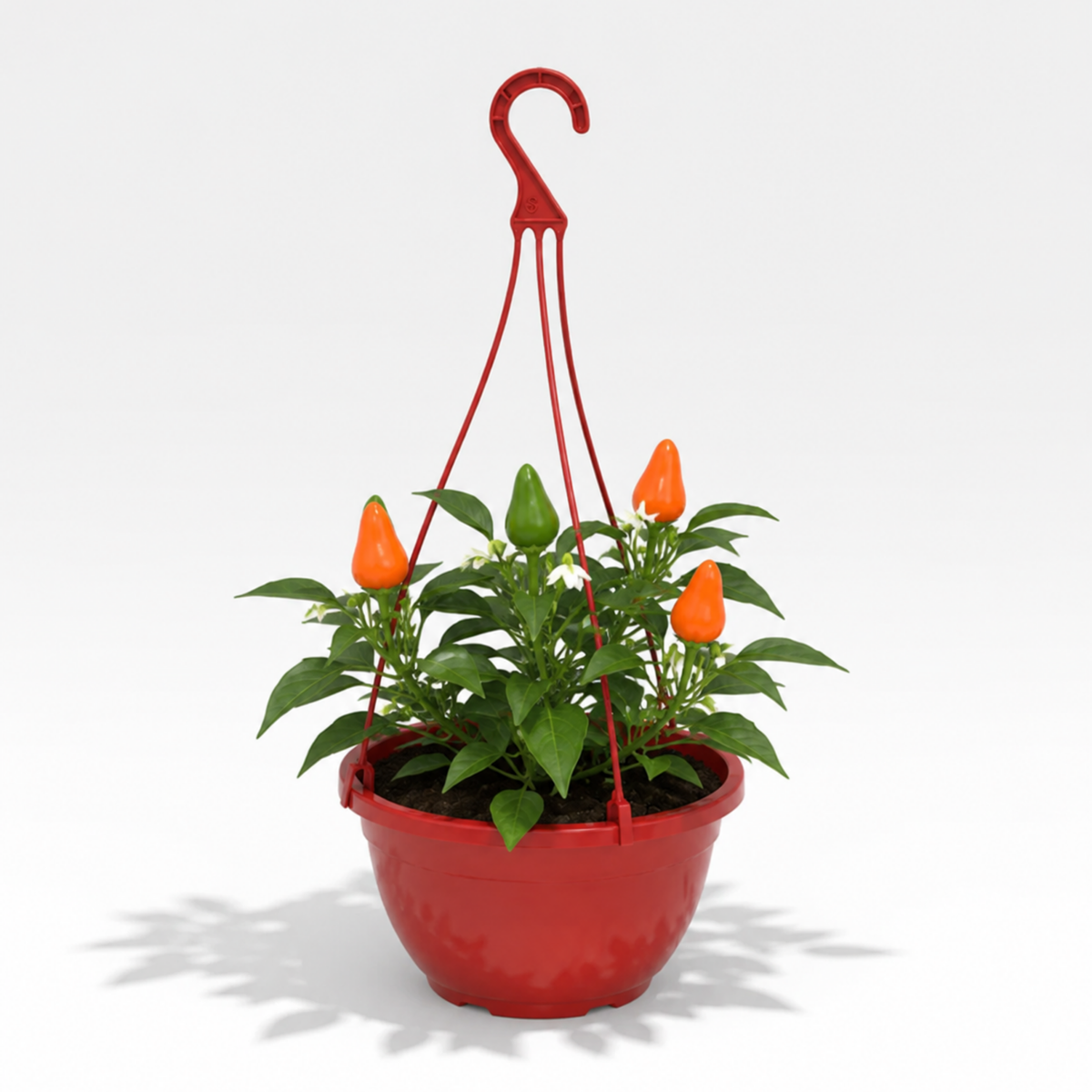 Chilli 'Peppers from Heaven Orange' – Trailing Chilli Pepper (25cm Hanging Basket)
