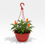 Chilli Pepper Hanging Basket, 25cm Pots, Orange GYO