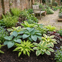 Hosta Growers' Mix Plants (Set of 3 or 6)