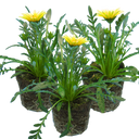 Gazania Kiss White Improved Plants (Set of 3 or 6)