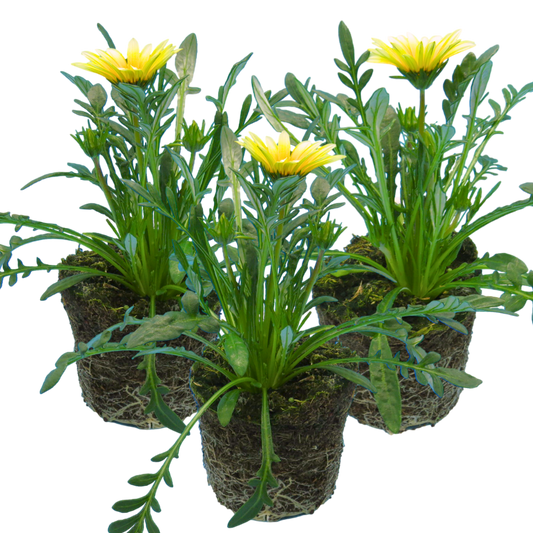 Gazania 'Kiss White Improved' – Treasure Flower (Set of 3 or 6)