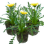 Set of 3 or 6 Large Plants - Gazania Kiss White Improved, Ready to Plant in Your Garden