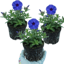 Phlox Blue Dark Eye Plants (Set of 3 or 6)