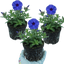 Set of 3 or 6 Phlox Blue Dark Eye Hardy Perennial Plants, Bee Friendly Summer Flowering, Outdoor Garden Ready, 1 Litre Root-Ball