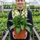 Digitalis Hanabee White Foxglove Plants