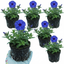 Set of 3 or 6 Phlox Blue Dark Eye Hardy Perennial Plants, Bee Friendly Summer Flowering, Outdoor Garden Ready, 1 Litre Root-Ball