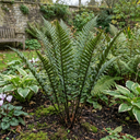 Shield Fern Dryopteris Atrata Plants (Set of 3 or 6)