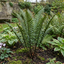 Set of 3 or 6 Shield Fern Dryopteris Atrata Hardy Perennial Plants, Outdoor Garden Ready, 1Ltr Root-Ball