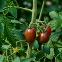 Tomato Totem Plants