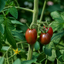 1 Live Tomato Totem Plant, Hardy Dwarf Bush Variety, Patio & Container Garden Ready, 2Ltr Root-Ball