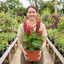 1 Lupin Legendary Red Shades Plant, Hardy Perennial, Garden Ready, 3 Litre Root-Ball