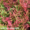 Nandina Obsessed Plant