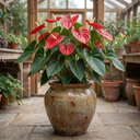 Anthurium Red Flamingo Flower Plant