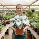 Senecio Angel Wings Plants