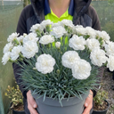 Fragrant Cottage Pink Dianthus Memories Plant (5L Pot)