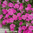 Petunia Easy Wave Pink Plants (Set of 3 or 6)