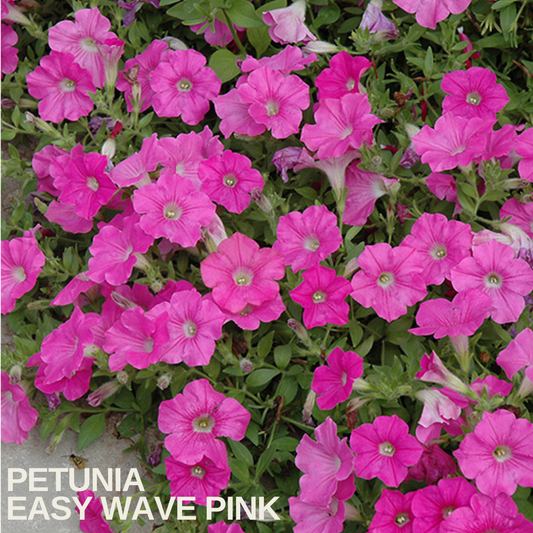 Bright pink petunia flowers with pale green throats spreading across trailing green foliage
