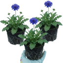 3 Scabious Blue Note Plants