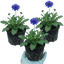 3 Scabious Blue Note Hardy Perennial Plants, Bee Friendly Pincushion Flower, 1 Litre Root Ball