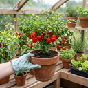 Armageddon Plants (Set of 3 or 6)