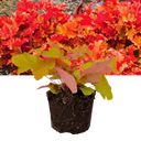 Heuchera Marmalade Plant (2L Pot)