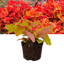 Heuchera Marmalade