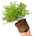 1 Large, Garden Ready Plant - Hebe Mrs Winder (Shrubby Veronica), 17cm / 2L Pot