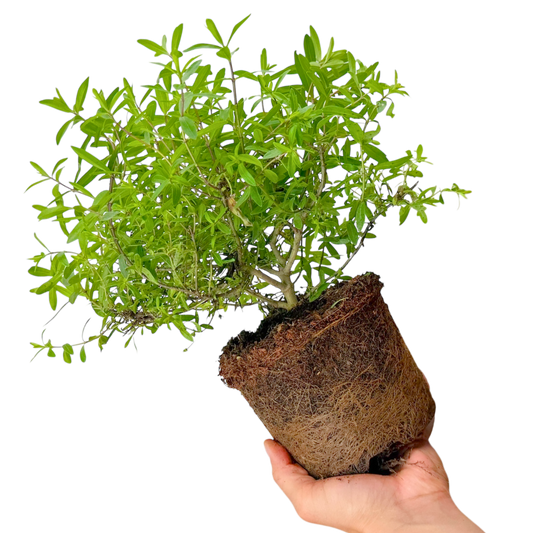 Hebe 'Mrs Winder' (Shrubby Veronica) – Evergreen Shrub (2L Pot)