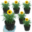 Set of 3 or 6 Coreopsis Presto Hardy Perennial Plants, Golden Yellow Summer Flowering, Outdoor Garden Ready, 1 Litre Root Ball
