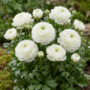 Ranunculus Vortex White Persian Buttercup Plants (Set of 3 or 6)