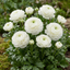 Set of 3 or 6 Ranunculus Vortex White Persian Buttercup Plants, Hardy Perennial, Spring Flowering, Outdoor Garden Ready, 1 Litre Root-Ball