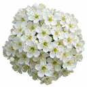 Pyracantha Saphyr Orange Firethorn Plants