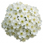 1 Pyracantha Saphyr Orange Firethorn Plant, Evergreen Hardy Hedge Climbing Shrub, 2 Litre Root Ball