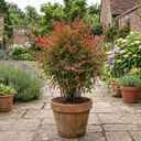 Nandina Gulf Stream Heavenly Bamboo Plant (3L Pot)