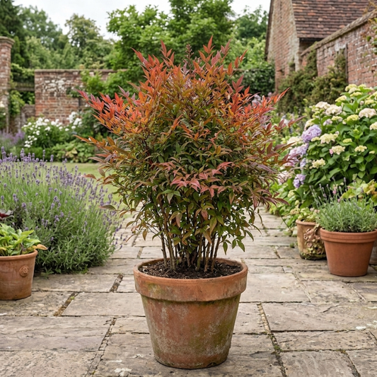 Upright shrub with slender leaves in orange, red and green shades in a terracotta pot on paving