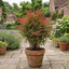 1 Nandina Gulf Stream Heavenly Bamboo, Compact Hardy Evergreen Garden Shrub, 3 Litre Root Ball