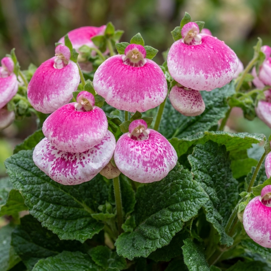 Pouch-shaped calceolaria flowers in pink and white with fine speckling above crinkled green leaves