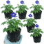 Set of 3 or 6 Delphinium Dark Blue White Bee Hardy Perennial Plants, Tall Cottage Garden Flowers, Outdoor Garden Ready, 1 Litre Root-Ball