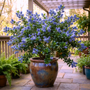 Ceanothus Yankee Point Plant (5L Pot)