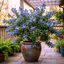 1 Ceanothus Yankee Point, 7.5 Litre Root Ball, Evergreen Californian Lilac, Blue Flowering Shrub