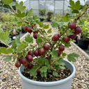 Red Gooseberry Fruit Bush Plants