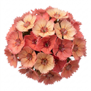 Dianthus Tequila Sunrise Plants