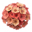 1 Dianthus Tequila Sunrise Plant, Fragrant Summer Flowering Perennial, Hardy Garden Ready, 5L Root Ball