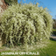 1 Live Outdoor Garden Ready Common Jasmine Plant - Jasminum officinale, 2L Pot